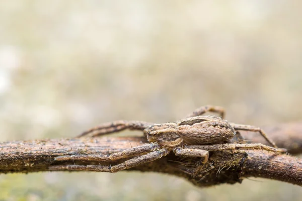 Nursery Web Spider — Stock Photo, Image
