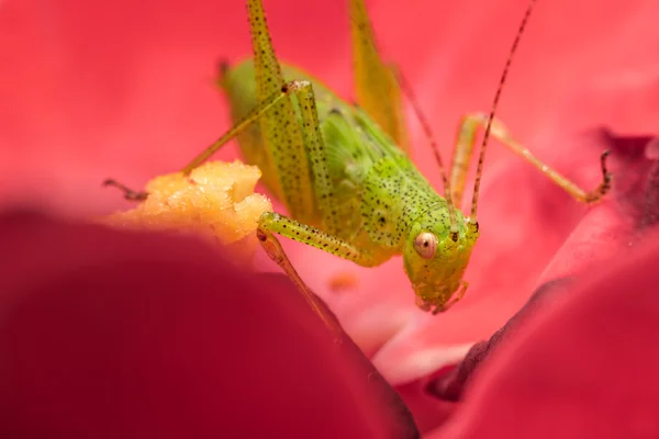 Grøn cricket - Stock-foto