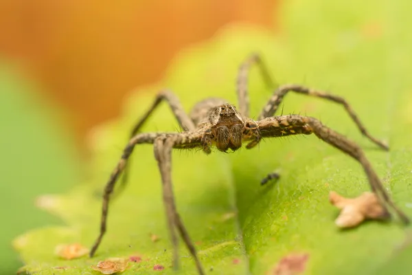 Spider Portrait — Stock Photo, Image