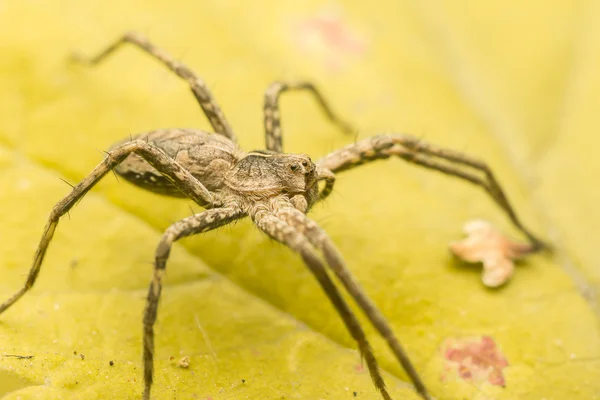Nursery Web Spider — Stock Photo, Image