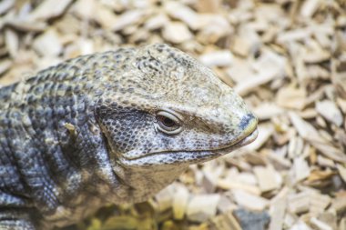 Varanus Exanthematicus