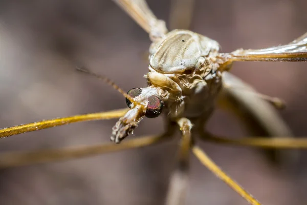 Crane Fly — Stock Photo, Image