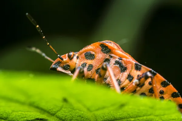 Bug de bouclier — Photo