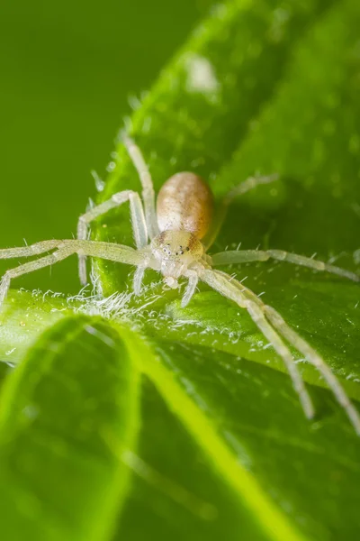 Crab Spider Eating — Stock Photo, Image
