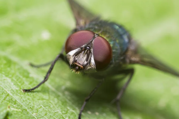 Green Housefly — Stock Photo, Image