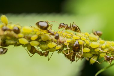 Ants Eating Aphids clipart