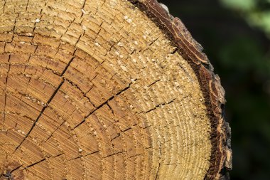 günlük bölümünde