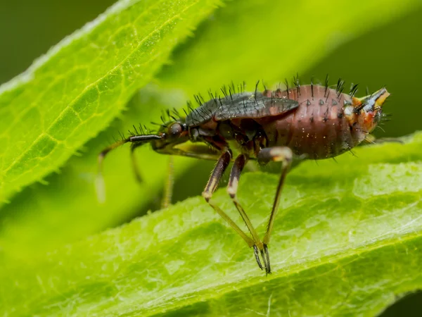 Springtail — Stok fotoğraf