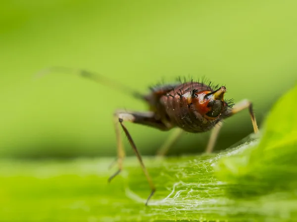 Hoppstjärtar — Stockfoto