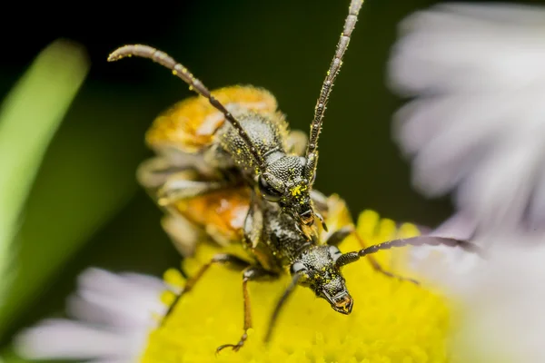 交配的水泡甲虫 — 图库照片