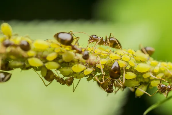 Formigas comendo pulgões — Fotografia de Stock
