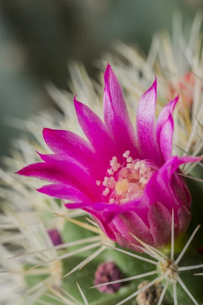 Cactus Flower — Stock Photo, Image