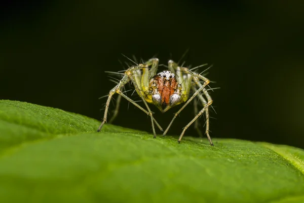 Orange Lynx Spider — Stock Photo, Image