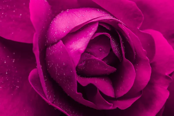 Pink Wet Rose — Stock Photo, Image