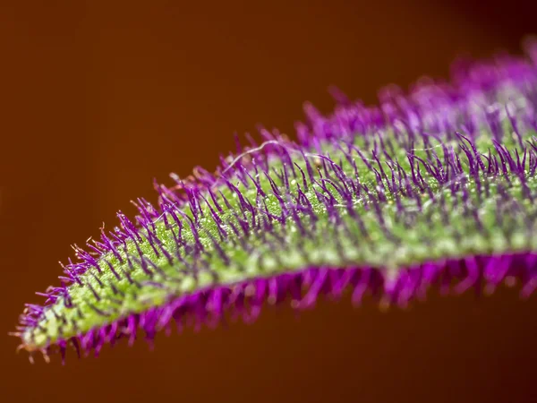 Purpurowa pasja roślin — Zdjęcie stockowe
