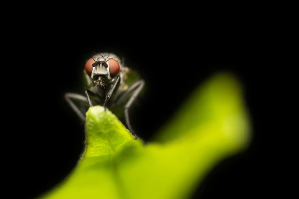 Fly Portrait — Stock Photo, Image