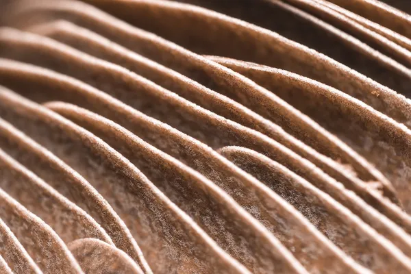 Mushroom Gills — Stock Photo, Image