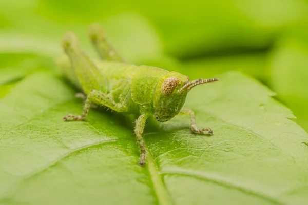 Green Cricket — Stock Photo, Image