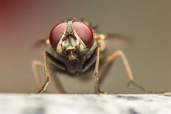 House Fly — Stock Photo, Image