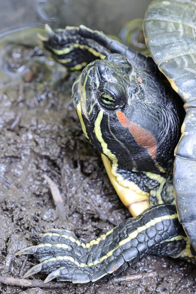 Zeeschildpad — Stockfoto