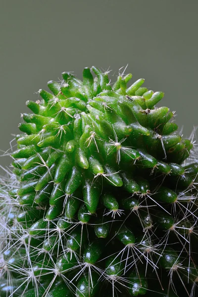 Green Cactus — Stock Photo, Image