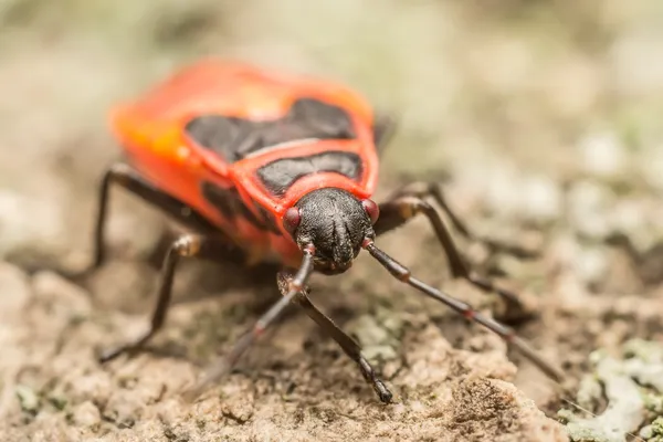 Red Apestoso Bug —  Fotos de Stock