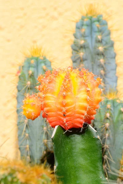 Cactus — Foto Stock