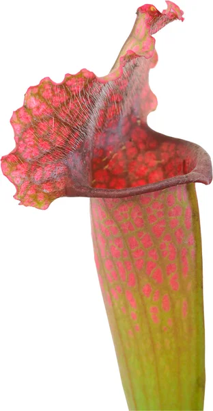 Carnivorous Plant — Stock Photo, Image