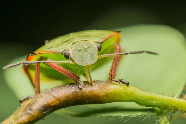 Sköld bugg utfodring — Stockfoto