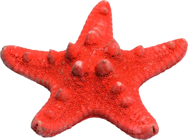 赤い星の魚 — ストック写真