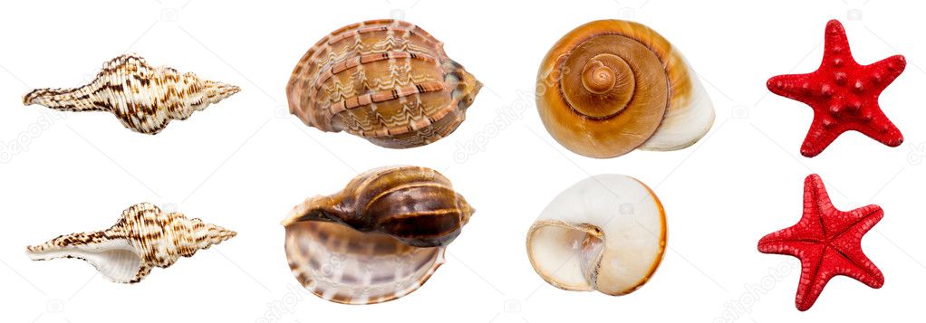 Shell Collection