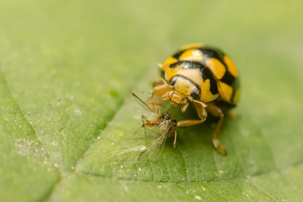 Yellow Ladybug — Stock Photo, Image