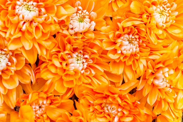 Orange Dahlia — Stock Photo, Image