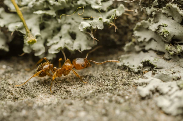 Red Ant — Stock Photo, Image