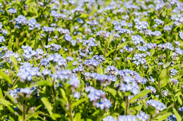 Mavi bahar çiçekleri — Stok fotoğraf