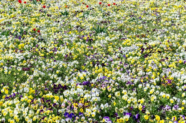 Цветы панси — стоковое фото