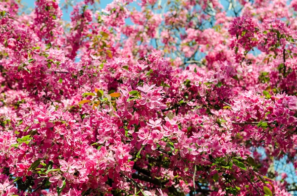 Fiori rosa primaverili — Foto Stock