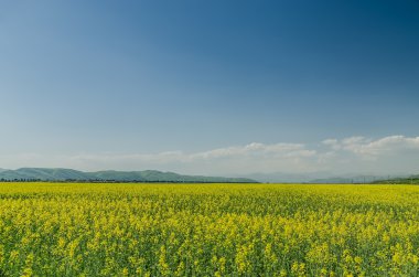 sarı çiçek alanı