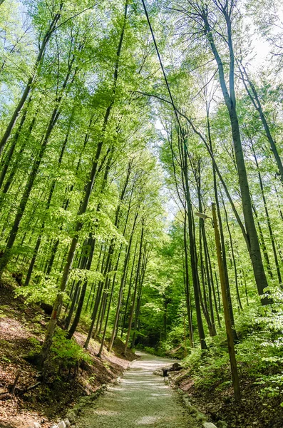 Callejón forestal — Foto de Stock