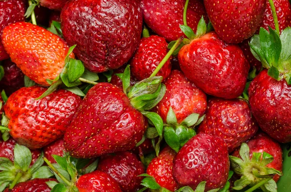 Fragola sfondo — Foto Stock