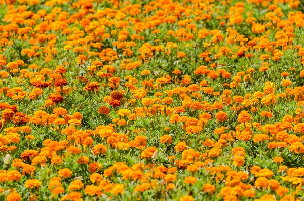 Turuncu tagetes — Stok fotoğraf