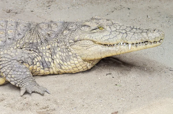 Nijlkrokodil — Stockfoto