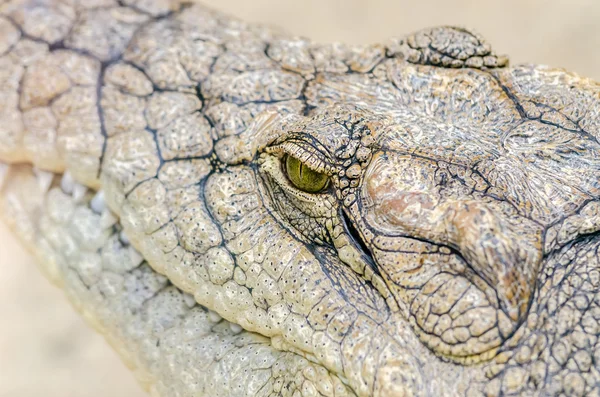 Krokodil hoofd — Stockfoto