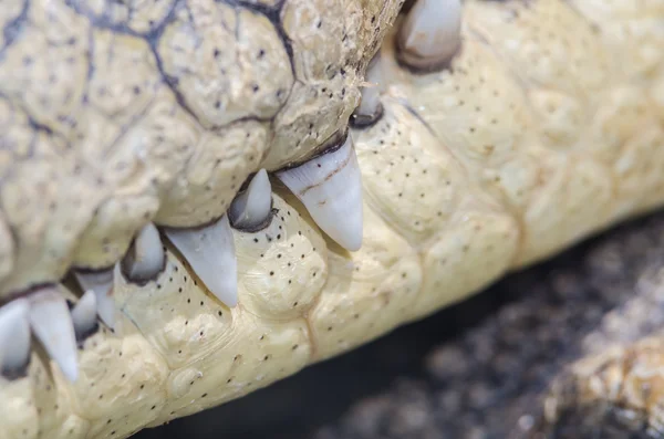 Zęby krokodyla — Zdjęcie stockowe