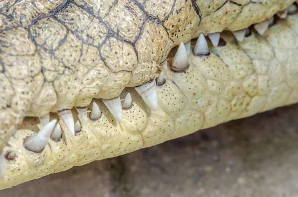 Krokodil tanden — Stockfoto