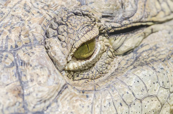 Krokodil oog — Stockfoto