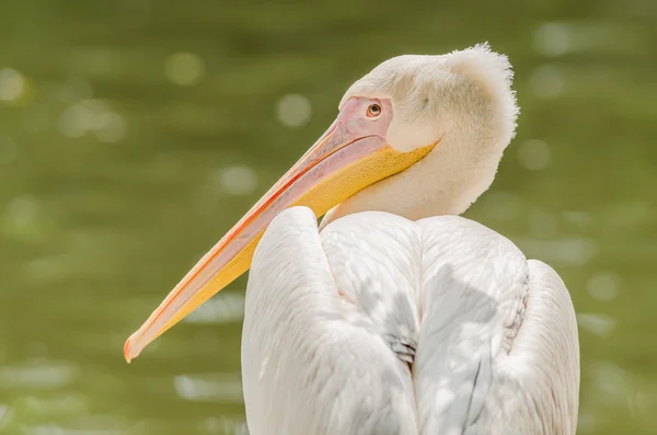 Pelikan-Porträt — Stockfoto