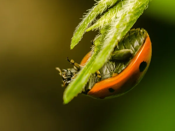 Hanging Ladybug — Stock Photo, Image