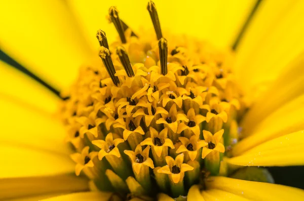 노란 꽃 매크로 — 스톡 사진