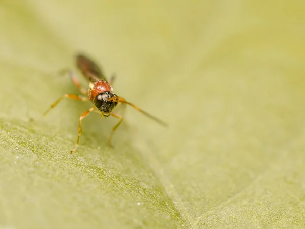 Macro da mosca do pequeno pairar — Fotografia de Stock